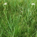20090720_noville-la_mure_selinum_carvifolia_.jpg