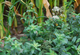 Galium rubioides