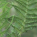 20090723_noville-la_mure_thelypteris_palustris_.jpg