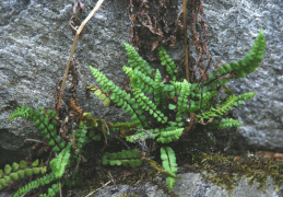 Asplenium adulterinum