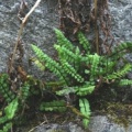 20090724_bosco-gurin_ti_asplenium_adulterinum.jpg