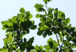 Quercus cerris