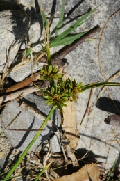 Cyperus flavescens