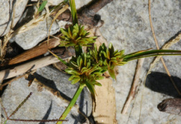 Cyperus flavescens