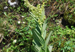 Veratrum album subsp. lobelianum