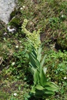 Veratrum album subsp. lobelianum