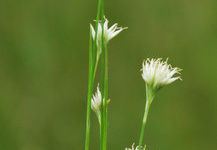 Rhynchospora alba