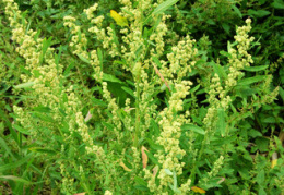 Chenopodium ficifolium