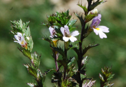 Euphrasia cisalpina 