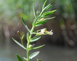 Gratiola officinalis 
