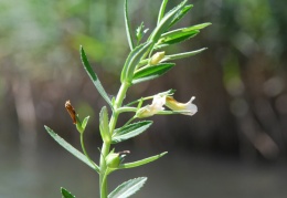 Gratiola officinalis 