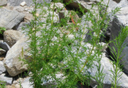 Artemisia annua