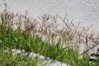 Cynodon dactylon