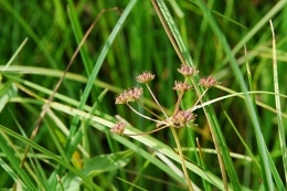 Oenanthe peucedanifolia