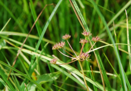 Oenanthe peucedanifolia