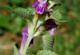 Galeopsis pubescens