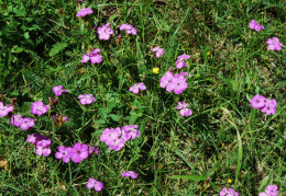 Dianthus seguieri 