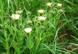 Hieracium intybaceum