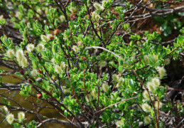 Salix foetida 