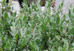 Salix helvetica 
