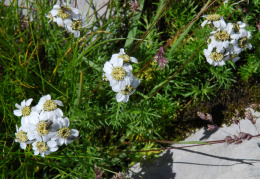 Achillea atrata