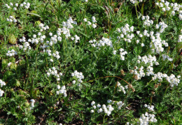 Achillea erba-rotta subsp. moschata