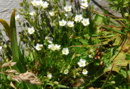 Minuartia verna