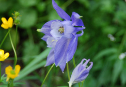 Aquilegia alpina