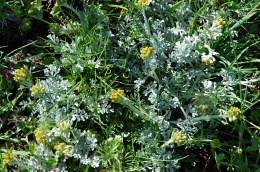 Artemisia umbelliformis