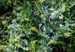 Artemisia umbelliformis