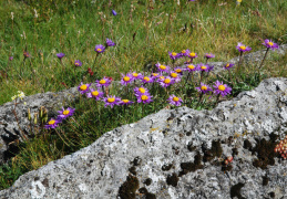 Aster alpina