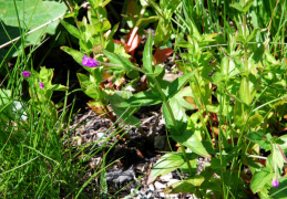 Epilobium alsinifolium