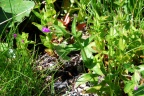 Epilobium alsinifolium