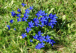 Gentiana bavarica