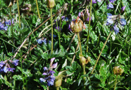 Oxytropis lapponica 