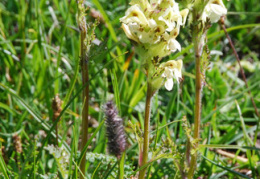 Pedicularis tuberosus 