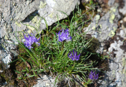 Phyteuma hedraianthifolium