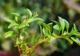 Ludwigia palustris, Ludwigie des marais