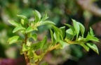 Ludwigia palustris, Ludwigie des marais