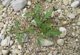 Sisymbrium supinum