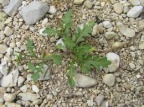Sisymbrium supinum
