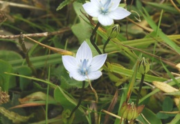 Lomathogonium carinthiacum