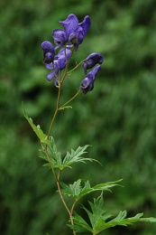 Aconitum variegatum ssp.variegatum