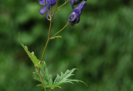 Aconitum variegatum ssp.variegatum