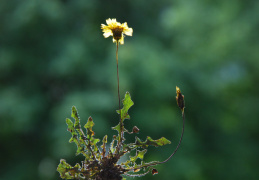 Leontodon saxatilis