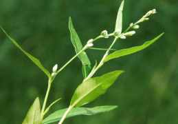 Polygonum mite