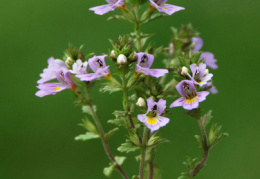 Euphrasia alpina 