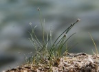 Eleocharis acicularis