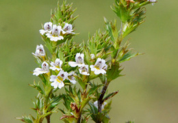 Euphrasia stricta, Euphraise dressée