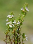 Euphrasia stricta, Euphraise dressée